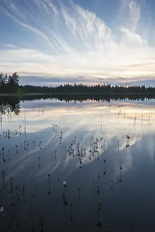 Water Reflection In Forest Impressions: Cloud reflection in a forest lake