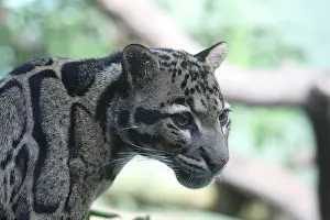 Léopard Nuageux Impressions: Le léopard nuageux.