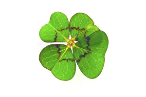 Four Leaf Clover Symbol Impressions: Cloverleaf