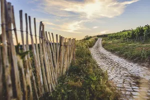Deserted Austrian Road Impressions: Cobblestone path through the vineyards