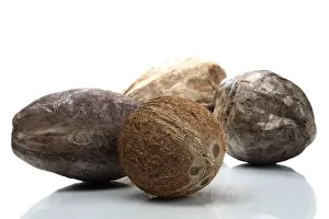 Studio Shot Of Coconuts Impressions: Coconuts
