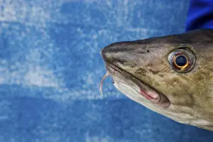 Close Up Fish Photography Impressions: Cod on blue background