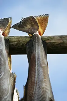 Atlantic Cod Impressions: Cod drying on rack