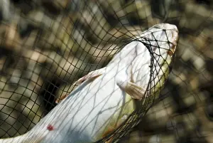 Wild Animal Capture Impressions: Cod - hand net - captured - trapped