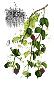Indoor Leafy Plants Decoration Impressions: Codomamthe devosiana, Codonanthe