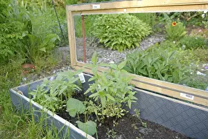 Cold Frame Gardening Impressions: Cold frame
