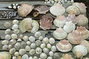 Conque Impressions: Collection de coquillages.