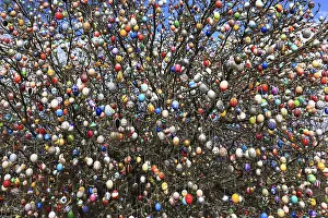 Multicoloured Easter Eggs Impressions: Many colourful Easter eggs on a tree