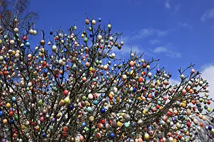 Colourful Easter Decorations Impressions: Many colourful Easter eggs on a tree