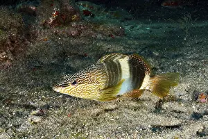 Wrasse Impressions: Un scrib de wrasse à motifs colorés (Serranus scriba) flottant au-dessus du fond marin.