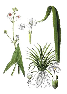 Digitally Restored Botany Images Impressions: Common arrowhead also arrow leaf