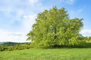 Solitary Tree Impressions: Common beech (Fagus sylvatica)