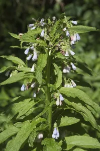 Alternative Health Impressions: Common comfrey