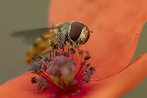 Common Hoverfly Impressions: Common hoverfly (Eupeodes corollae) adult insect feeding on pollen from a red Common field poppy (Papaver rhoeas)