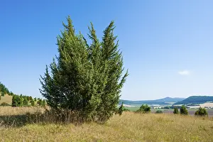 Common Juniper Impressions: Common juniper (Juniperus communis)
