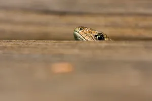 Scaled Reptile Species Impressions: Common Lizard