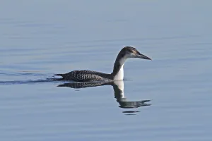 Common Loon Impressions: Common loon