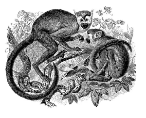 Common Squirrel Monkey Image Impressions: Common squirrel monkey (Saimiri sciureus)