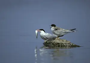 Breeding Plumage Birds Impressions: Common tern, common tern, sterna hirundo
