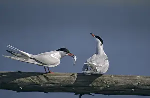 Natural Environment Impressions: Common tern, common tern, sterna hirundo