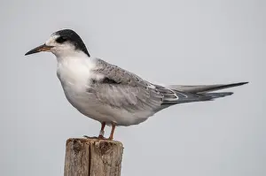Juvenile Birds Impressions: Common tern, common tern, sterna hirundo
