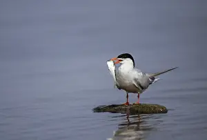 Wildlife Birds Impressions: Common tern, common tern, sterna hirundo