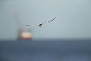 Common Tern Impressions: Common tern (Sterna hirundo)