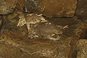 Common Toad Impressions: Common toad, Bufo bufo