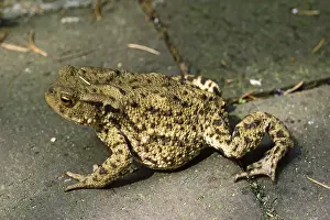 Common Toad Impressions: Common Toad, Bufo Bufo, Common Toad