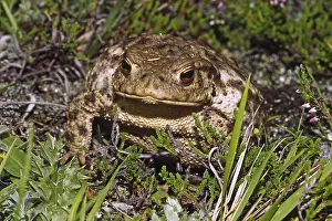 Common Toad Impressions: Common Toad, Bufo Bufo, Common Toad