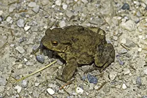 Common Toad Impressions: Common Toad, Bufo Bufo, Common Toad