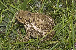 Common Toad Impressions: Common Toad, Bufo Bufo, Common Toad