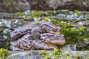 Common Toad Mating Impressions: Common toad (Bufo bufo), mating