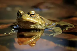 Germany Animal Photography Impressions: Common Toad (Bufo bufo) on spawning grounds
