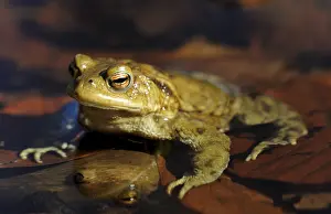 Common Toad Impressions: Common Toad (Bufo bufo) on spawning grounds
