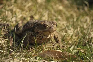 Common Toad Impressions: A common toad on grass