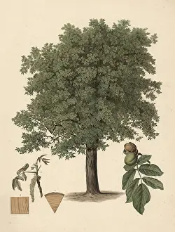 Educational Institution Signboard Impressions: The common walnut, or walnut tree