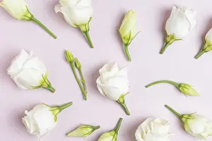 Pink Background Impressions: Composition with beautiful eustoma flowers on ppink background