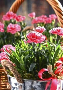 Deserted Flower Shop Impressions: Composition with bouquet of carnations
