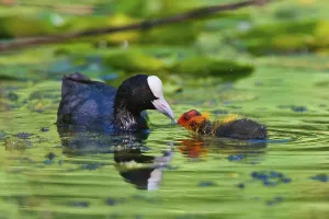 Juvenile Waterfowl Images Impressions: Coot