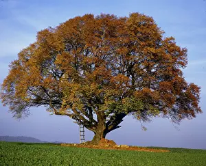 Copper Beech Tree Impressions: Copper beech