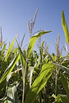 Open Air Farming Impressions: Corn