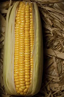 Agricultural Crop Image Impressions: Corn On The Brown Background