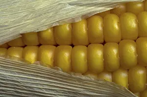 Close Up Corn Impressions: Corn on the cob, detail