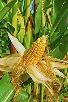 Open Air Nature Scenes Impressions: Corn on the cob