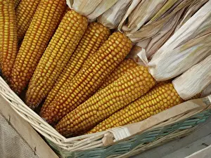 Corn On The Cob Image Impressions: Corn on the corn cob