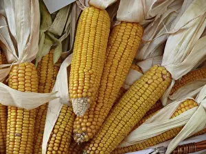 Fall Foliage Photography Impressions: Corn on the corn cob