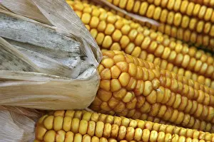 Corn On The Cob Impressions: Corn on the corn cob