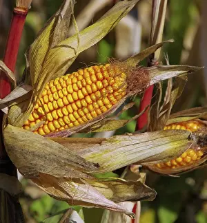 Agricultural Landscapes Impressions: Corn on the corn cob, corn 01