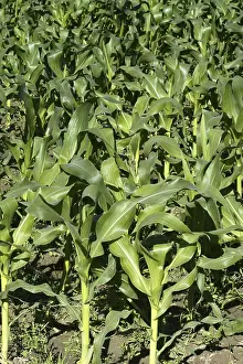 Mediterranean Agriculture Impressions: Corn fields growing up in Spain